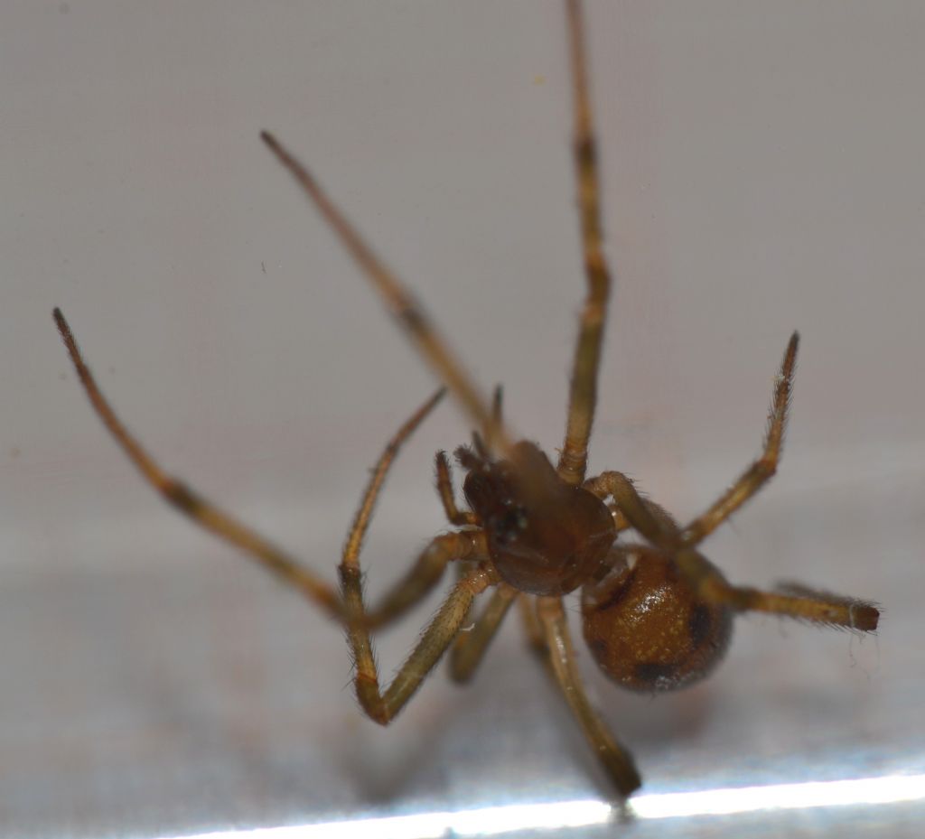 Steatoda triangulosa - Grosseto (GR)